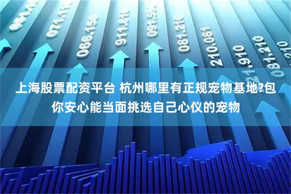 上海股票配资平台 杭州哪里有正规宠物基地?包你安心能当面挑选自己心仪的宠物