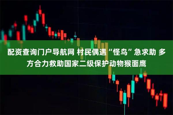 配资查询门户导航网 村民偶遇“怪鸟”急求助 多方合力救助国家二级保护动物猴面鹰